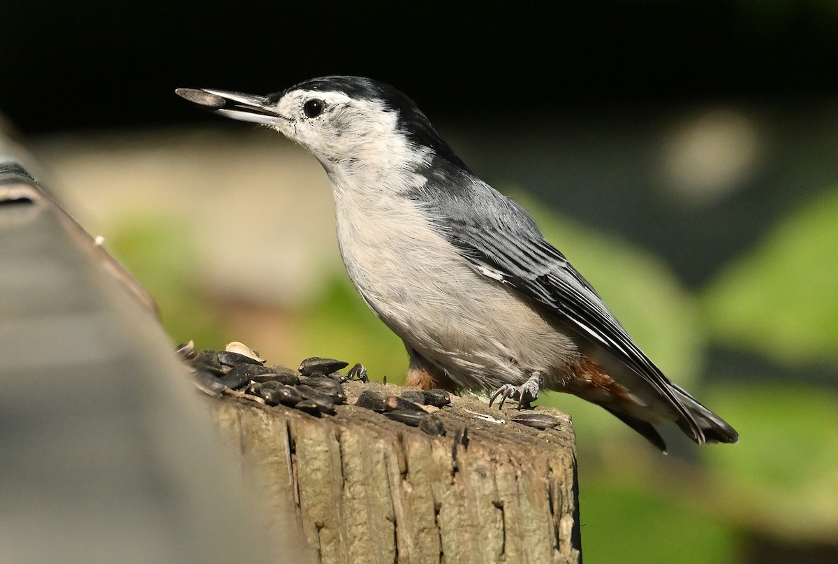 White-breasted Nuthatch - ML641789867