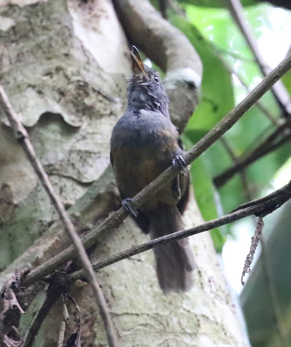 Dusky Antbird - ML641789878