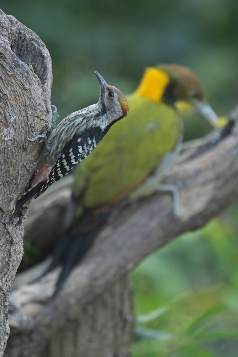 キボウシアカゲラ - ML641789881