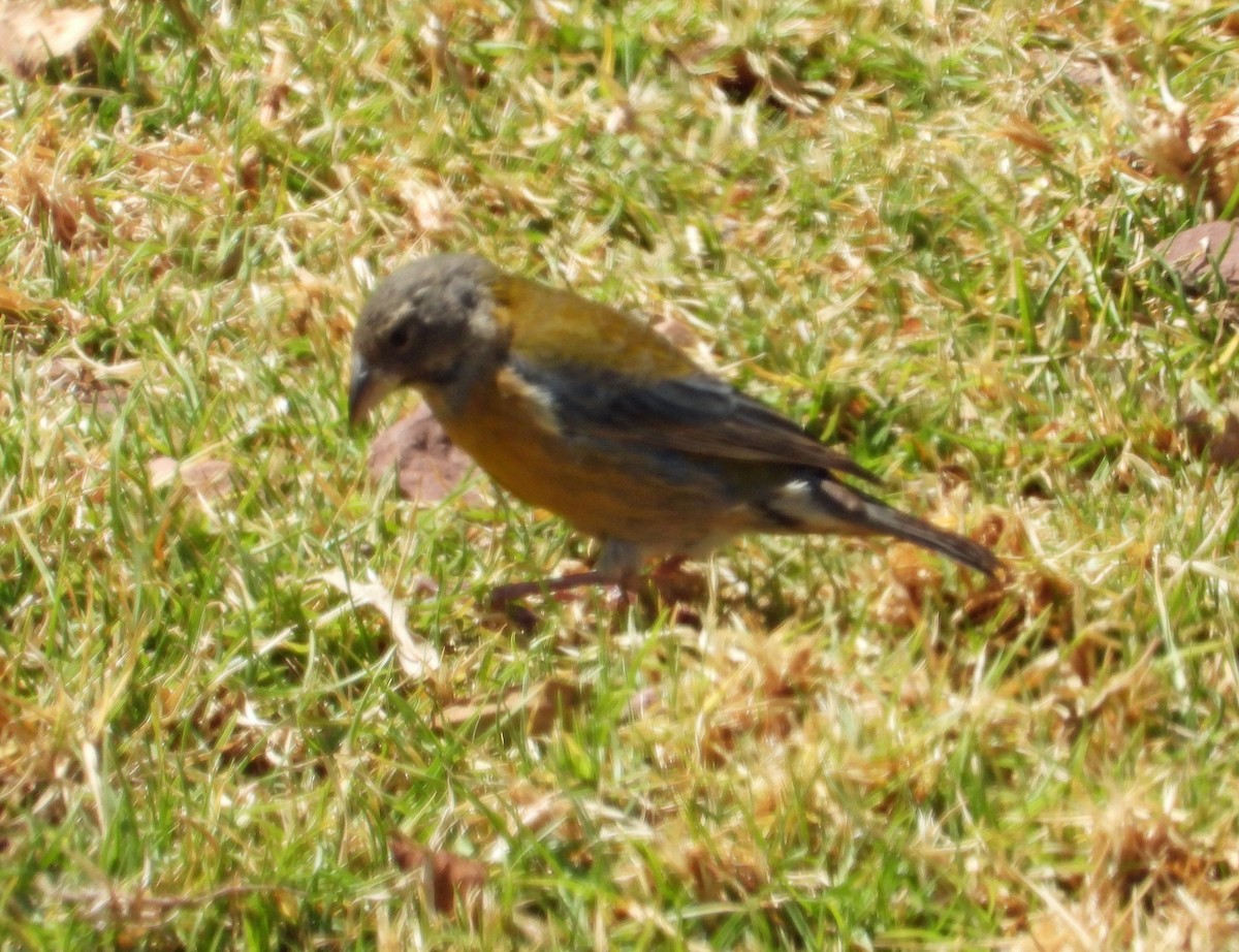 Peruvian Sierra Finch - ML641789883