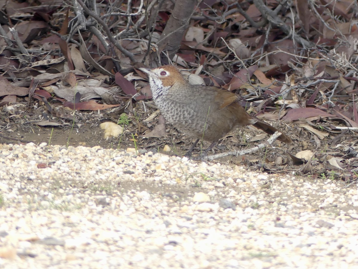 Rufous Bristlebird - ML641789884