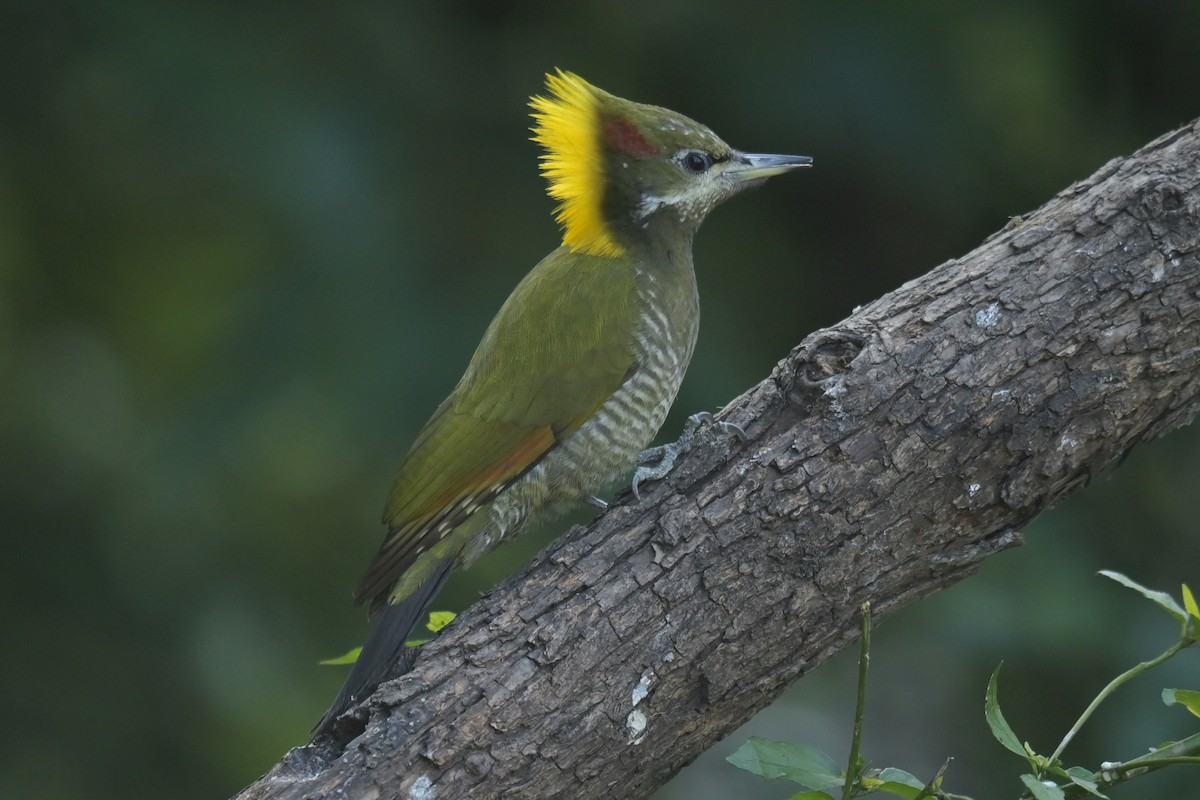 Lesser Yellownape - ML641789906