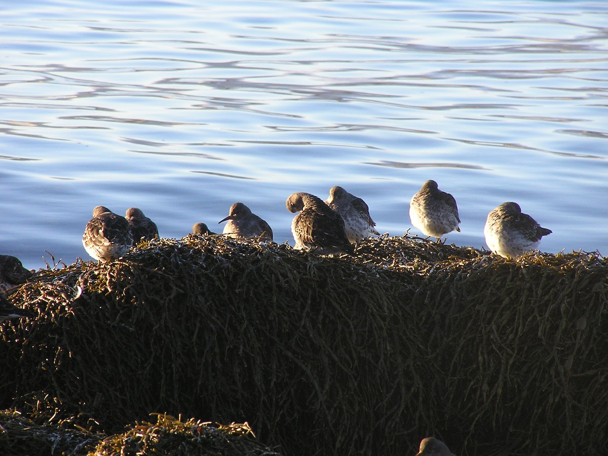 Purple Sandpiper - ML641789907