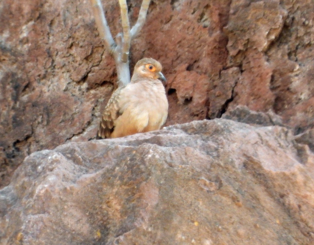 Bare-faced Ground Dove - ML641789910