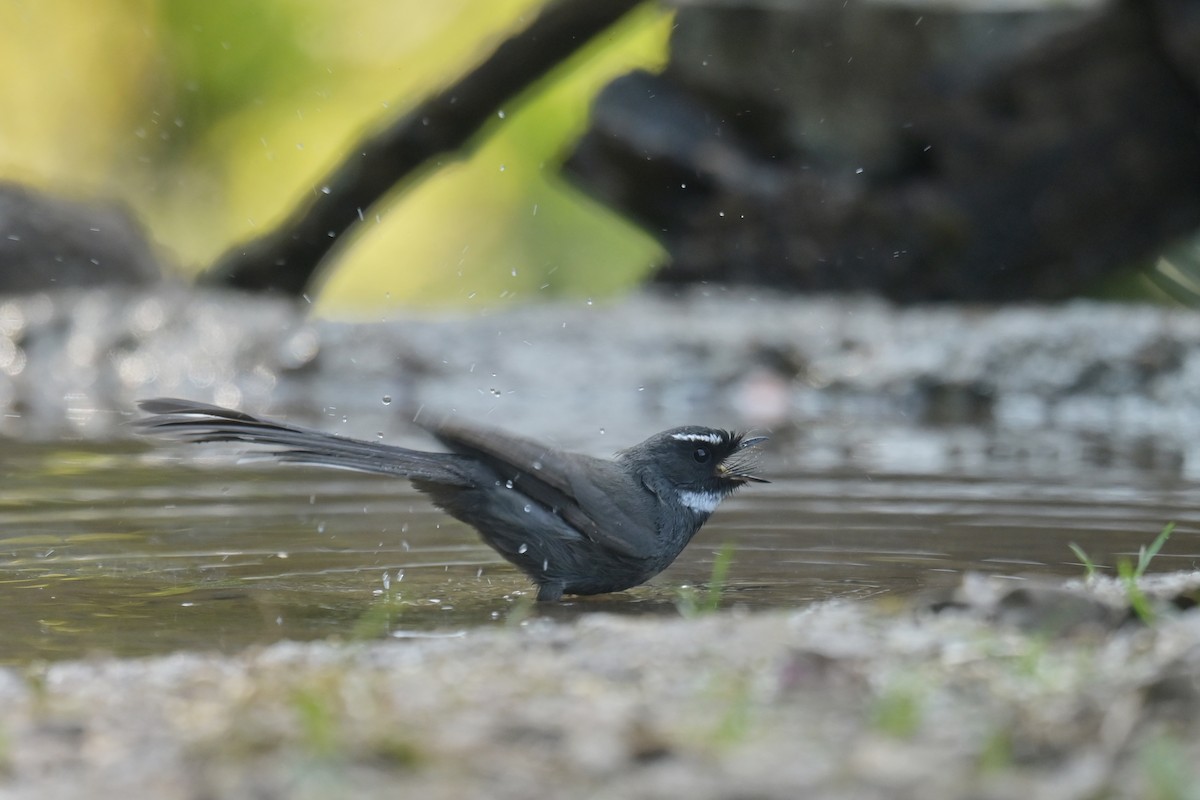 White-throated Fantail - ML641789913