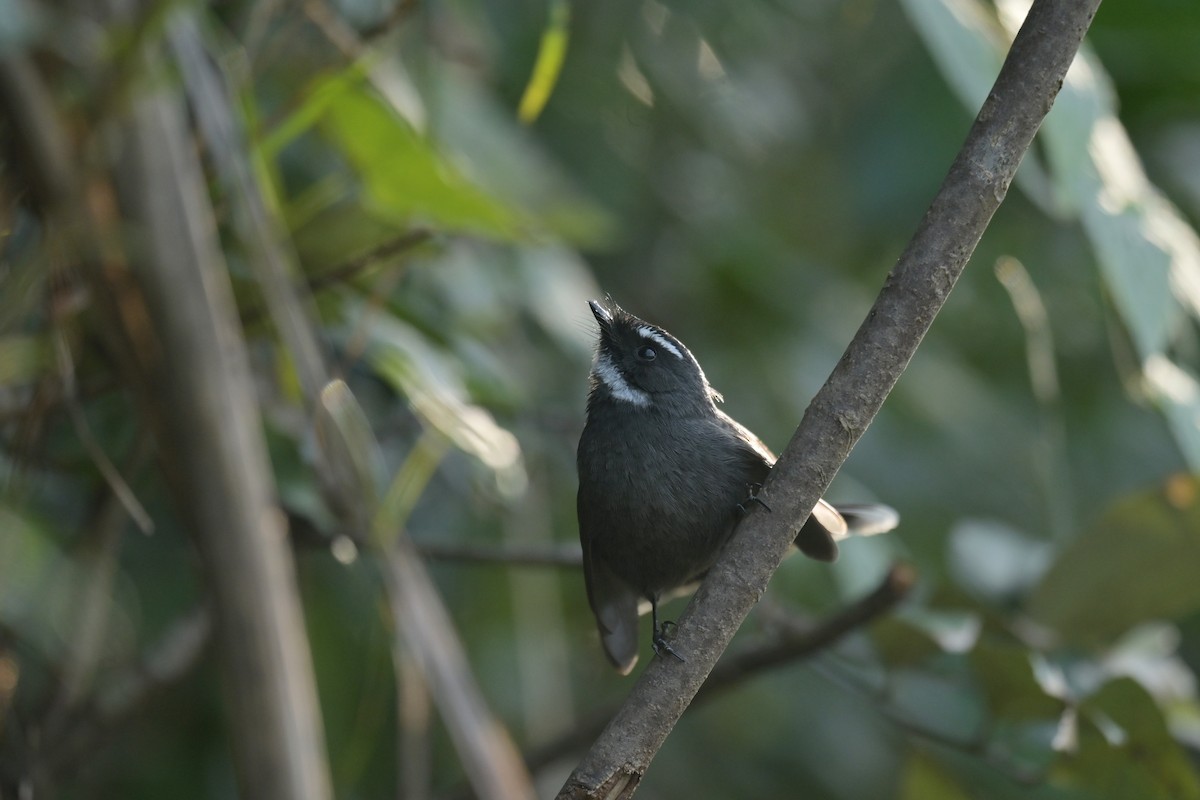 White-throated Fantail - ML641789919