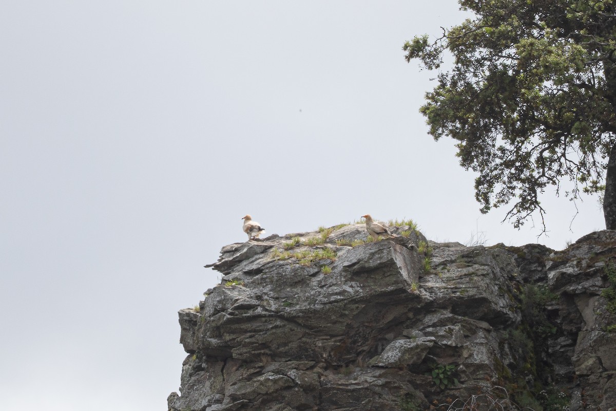 Egyptian Vulture - ML641789920