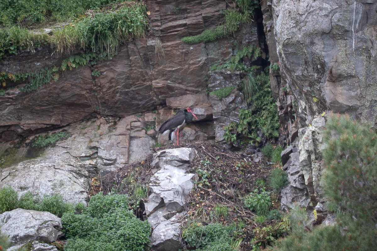 Black Stork - ML641789921