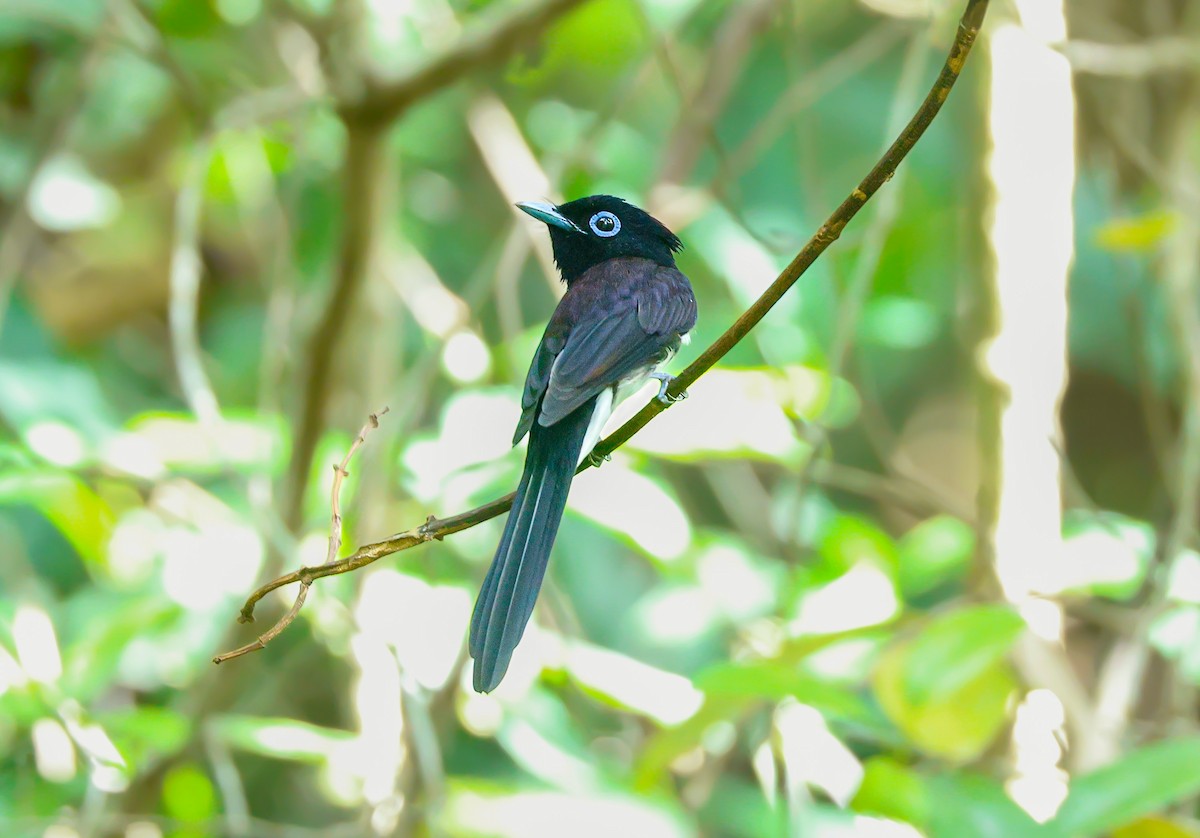 Black Paradise-Flycatcher - ML641789932