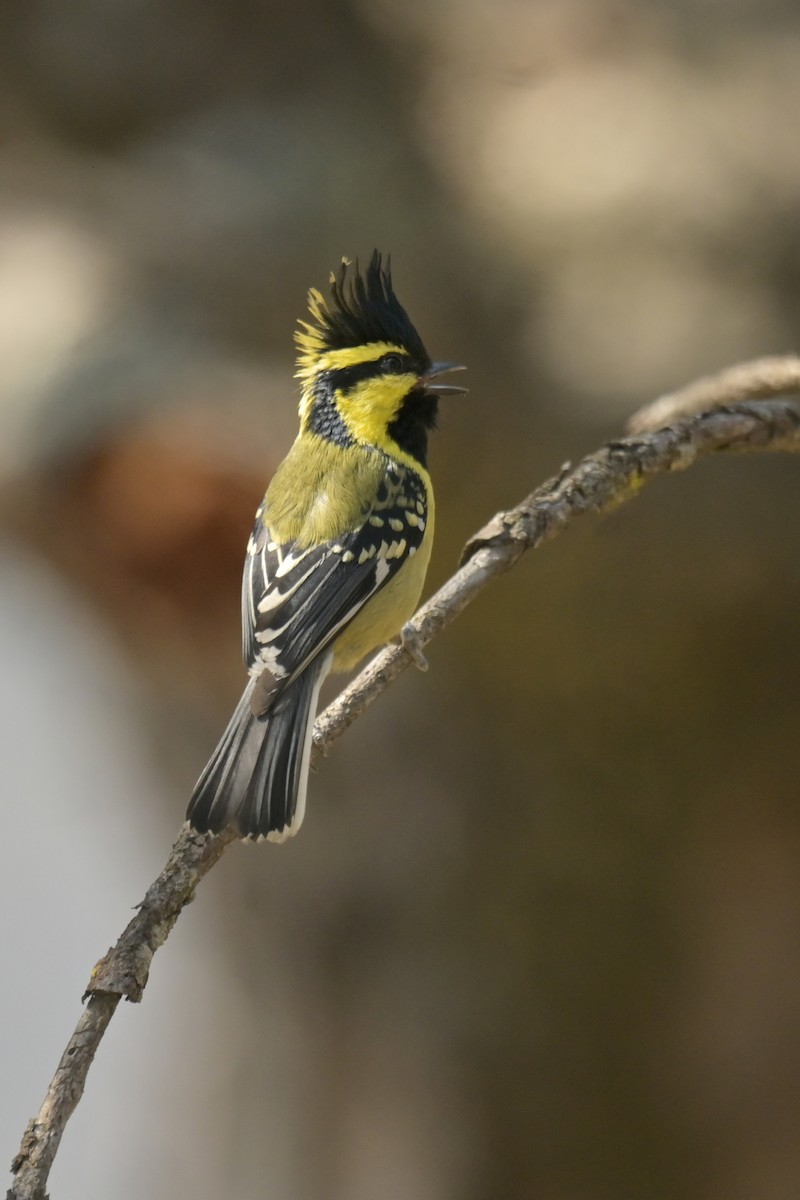 Himalayan Black-lored Tit - ML641789933