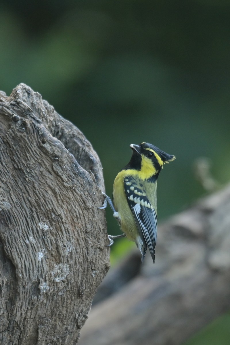 Himalayan Black-lored Tit - ML641789934