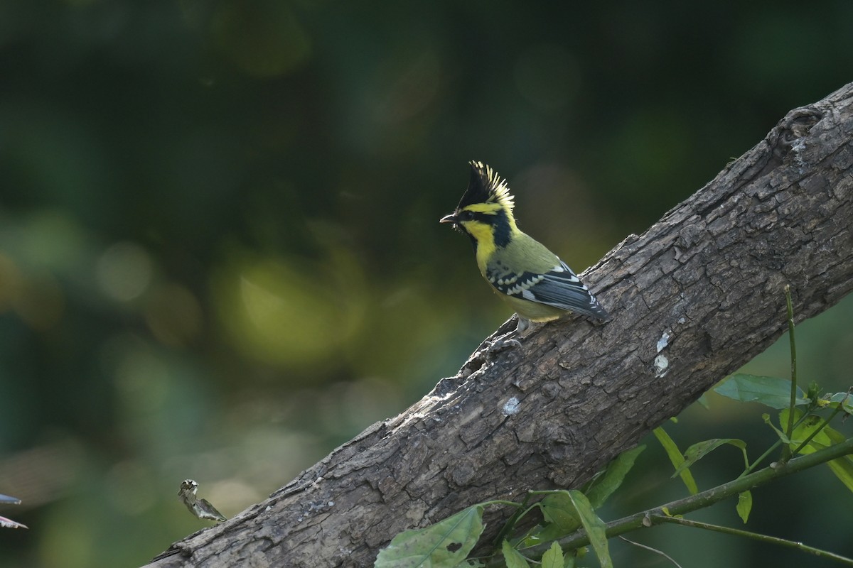 Himalayan Black-lored Tit - ML641789935