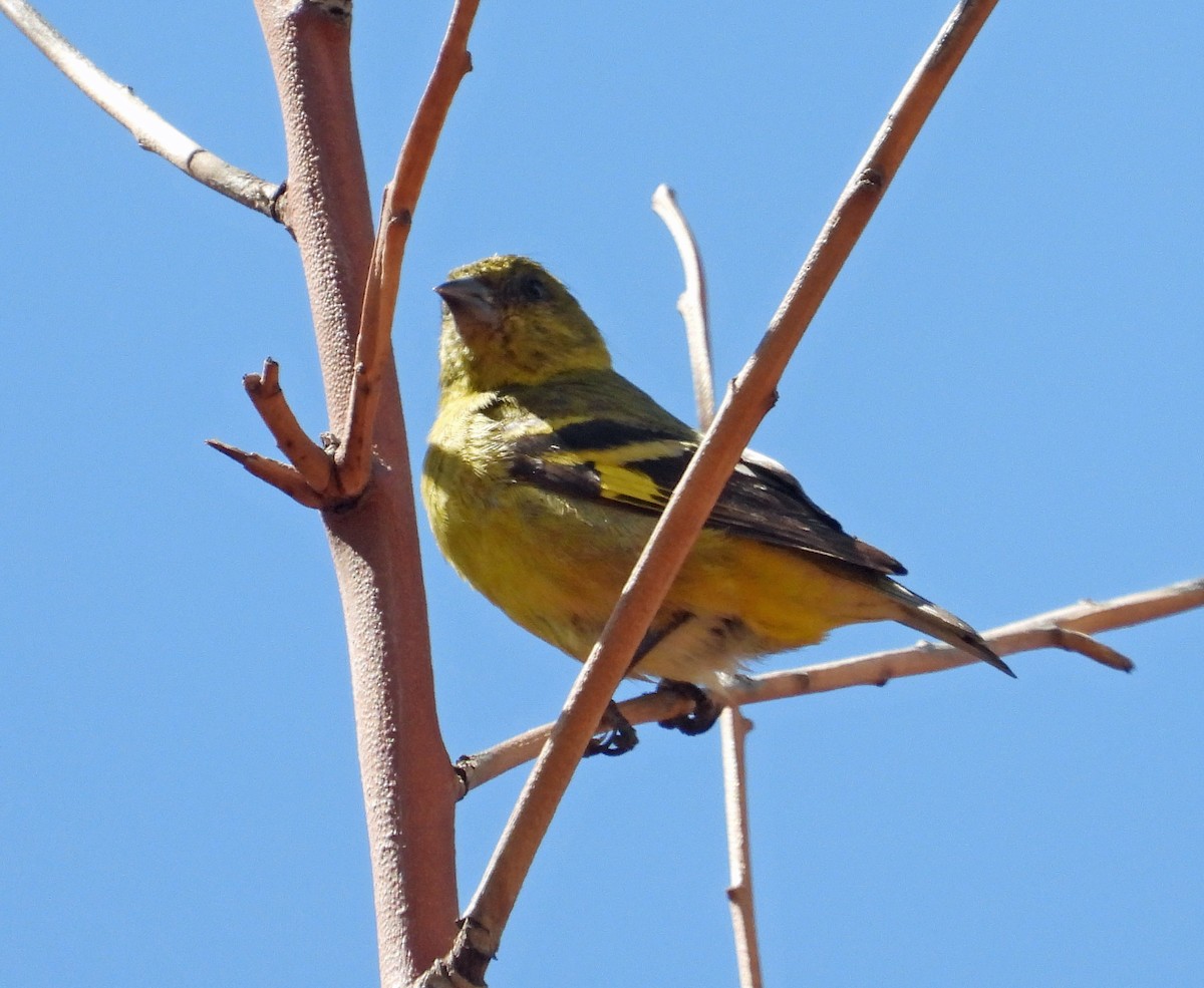 Hooded Siskin - ML641789938