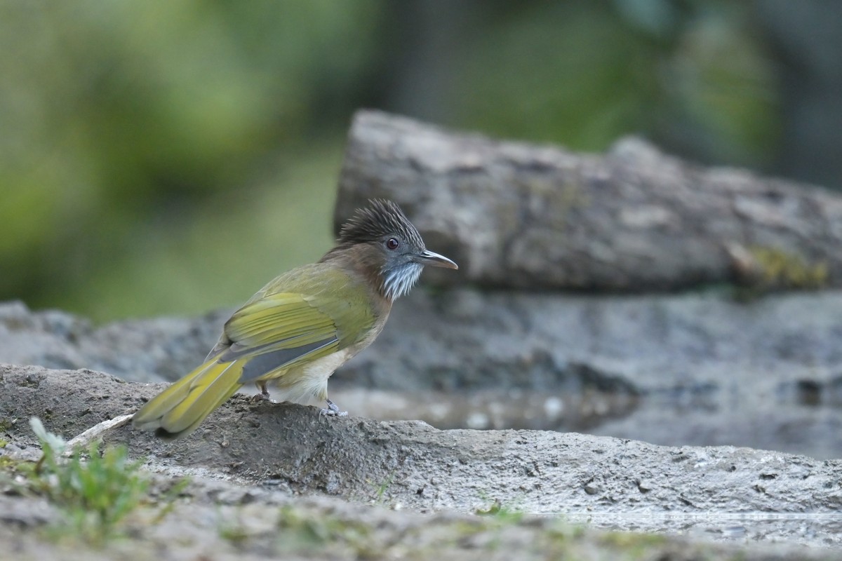 Mountain Bulbul - ML641789939