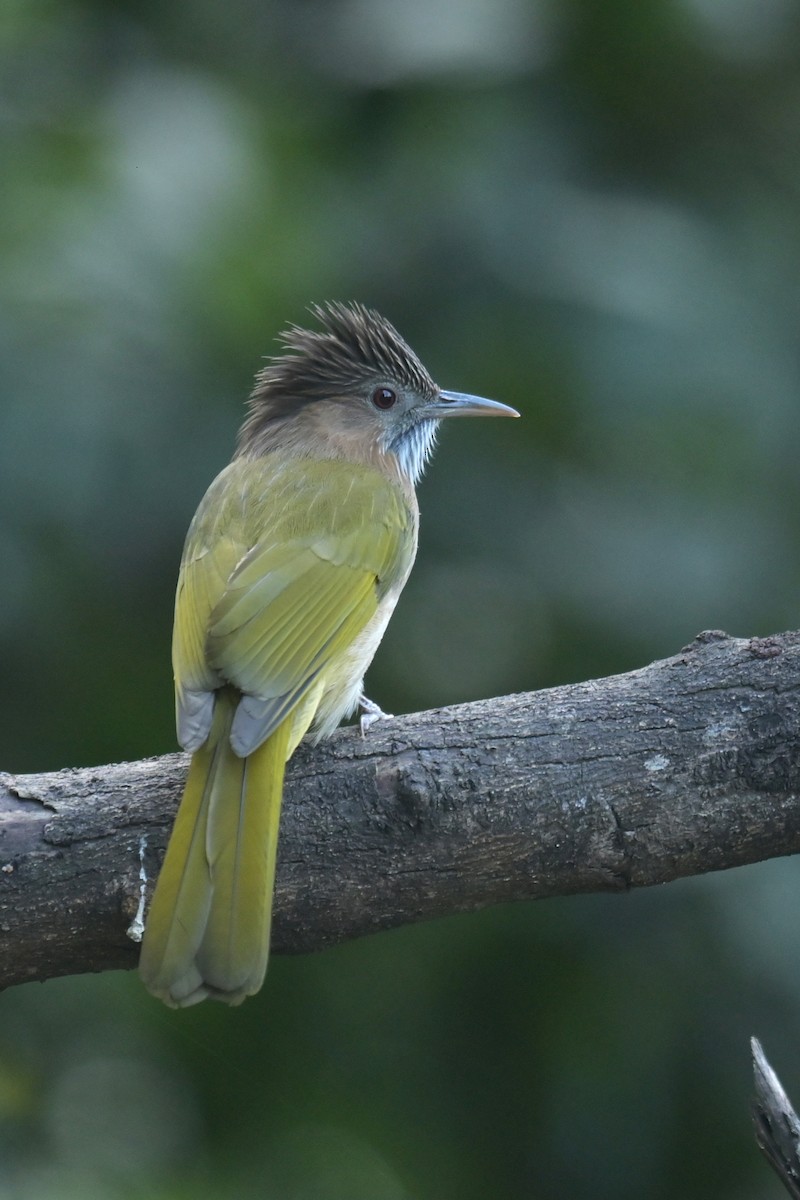 Mountain Bulbul - ML641789942