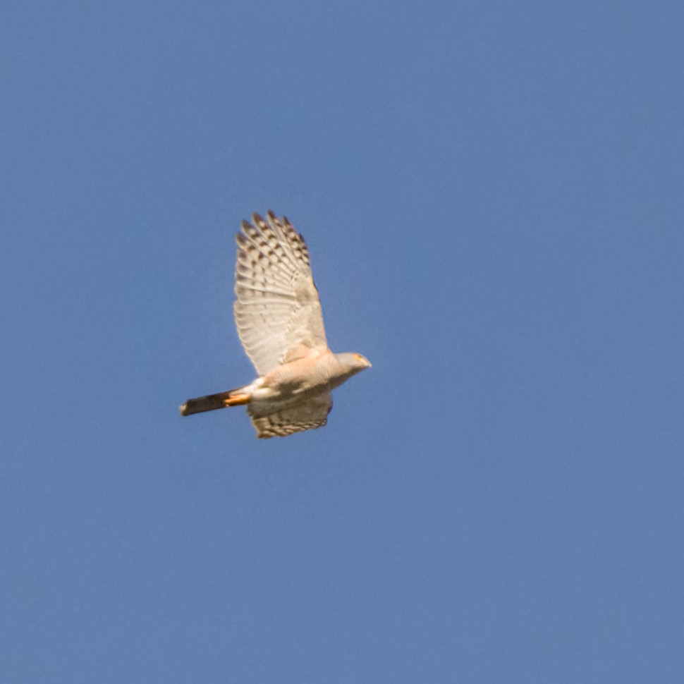 African Goshawk - ML641789943