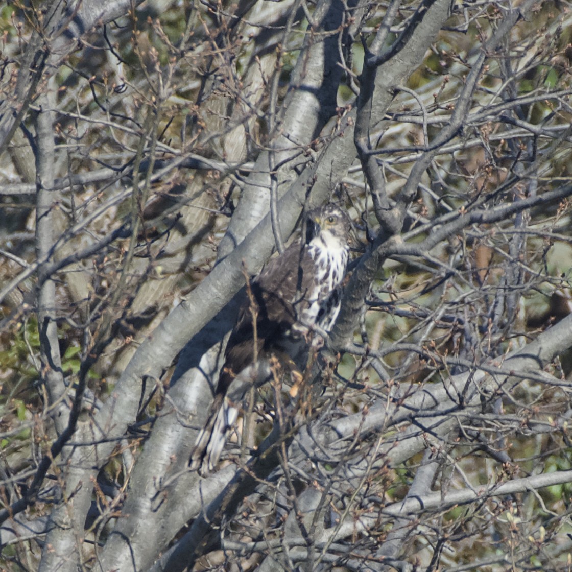 African Goshawk - ML641789944