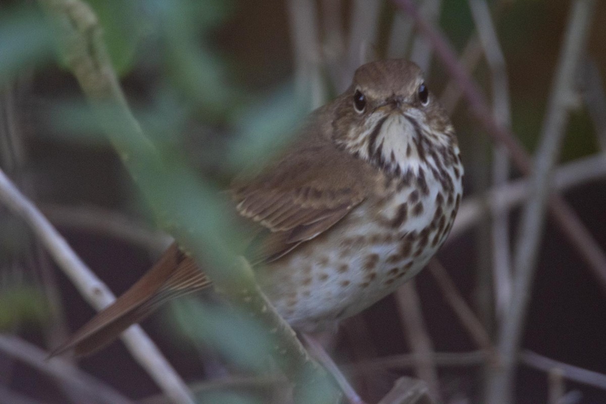 Hermit Thrush - ML641789951