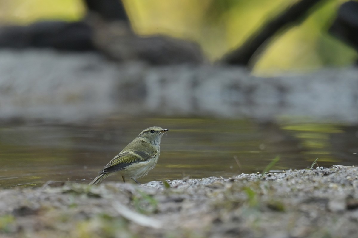 Hume's Warbler - ML641789956