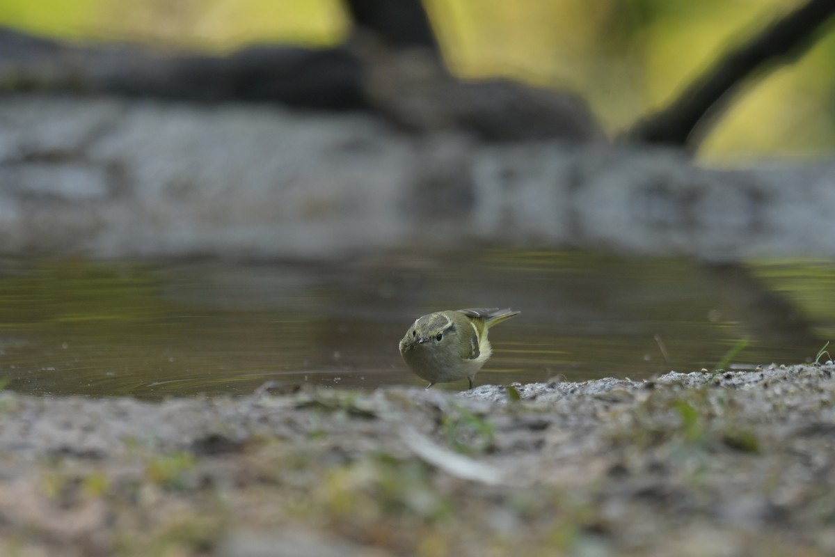 Lemon-rumped Warbler - ML641789957