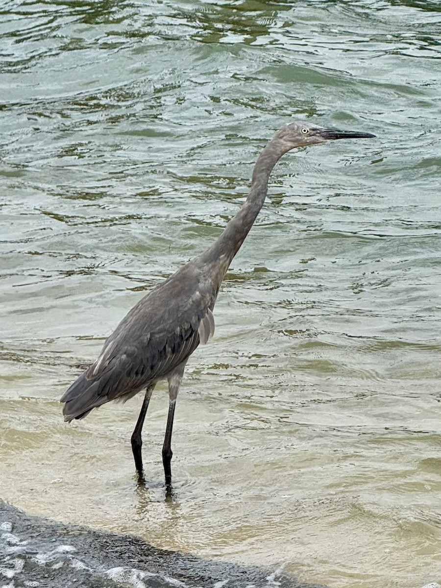 Reddish Egret - ML641789961