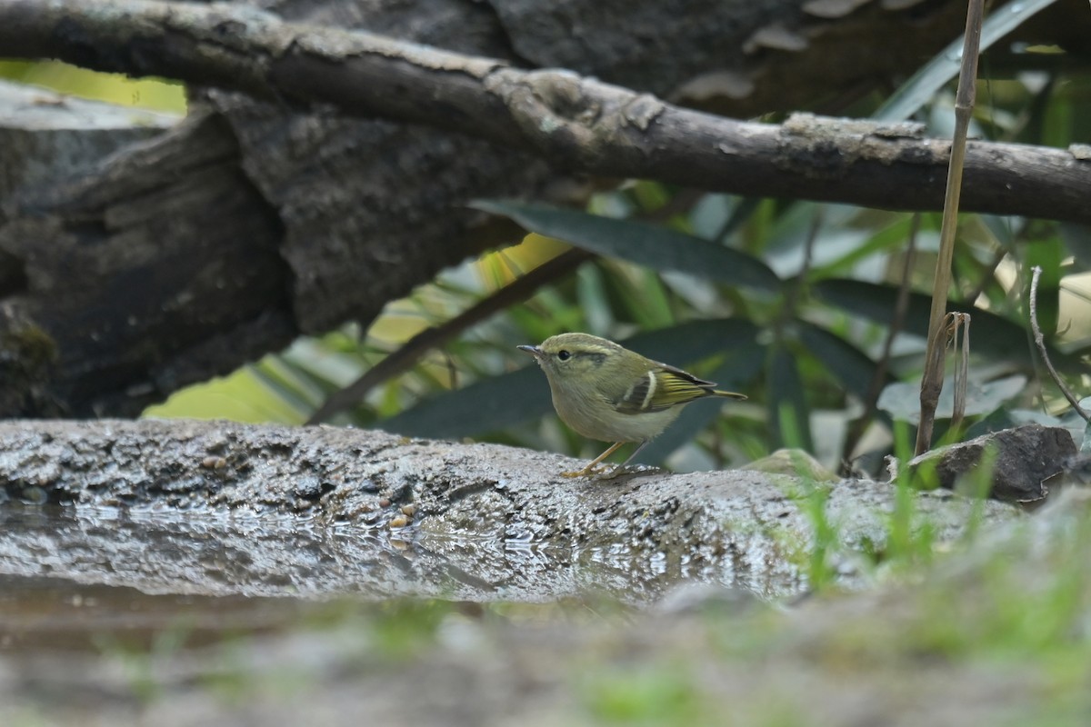 Lemon-rumped Warbler - ML641789962