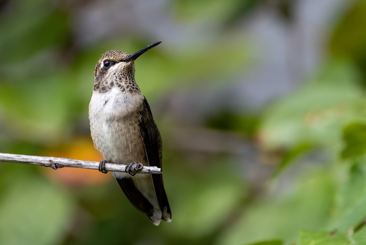 Black-chinned Hummingbird - ML641789968