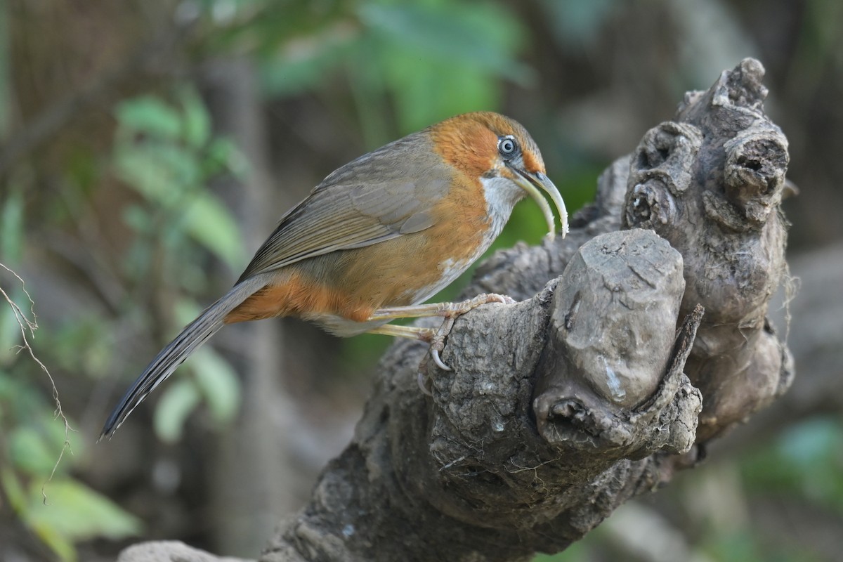 Rusty-cheeked Scimitar-Babbler - ML641789970