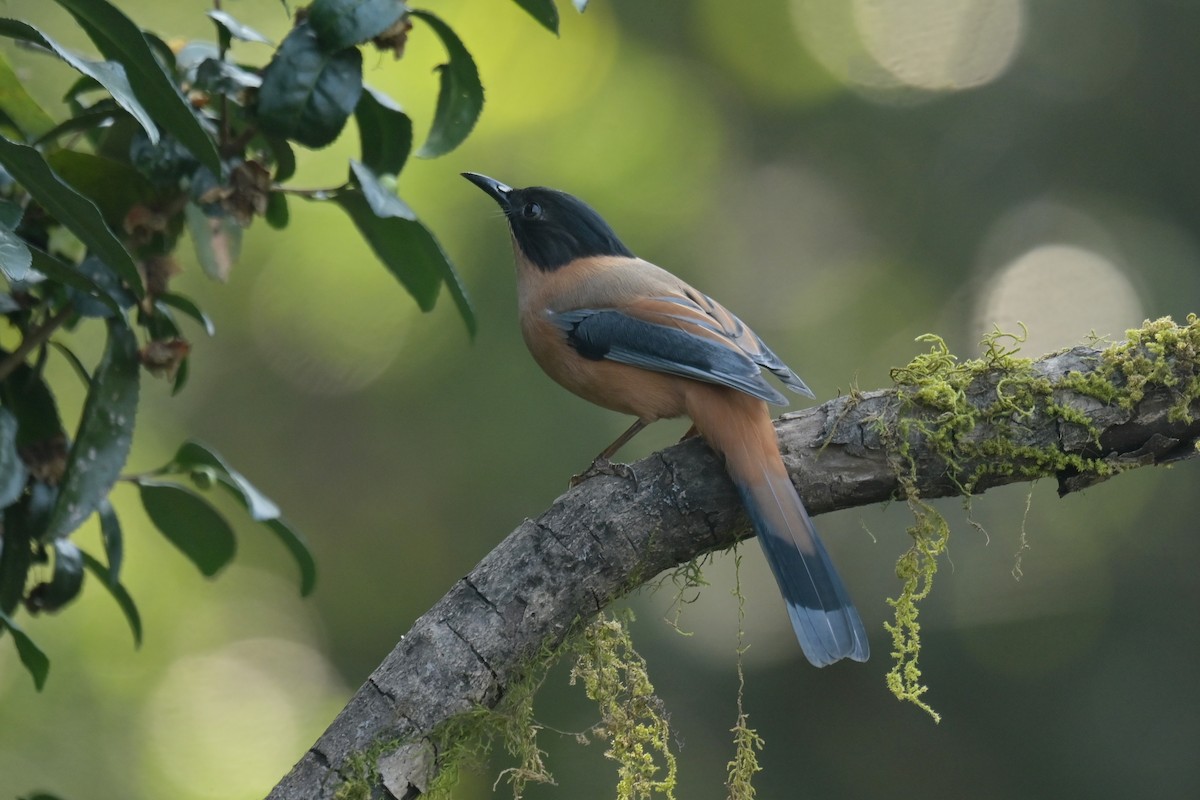 Rufous Sibia - ML641789974