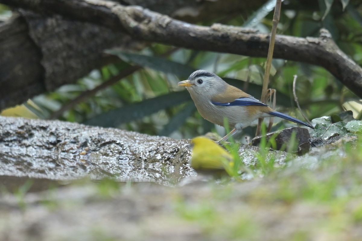 Blue-winged Minla - ML641789975