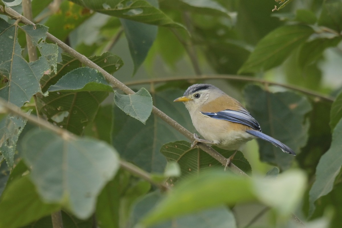 Blue-winged Minla - ML641789977