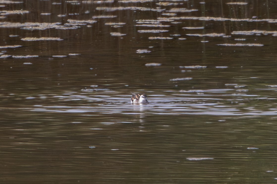 Red-necked Phalarope - ML641789980