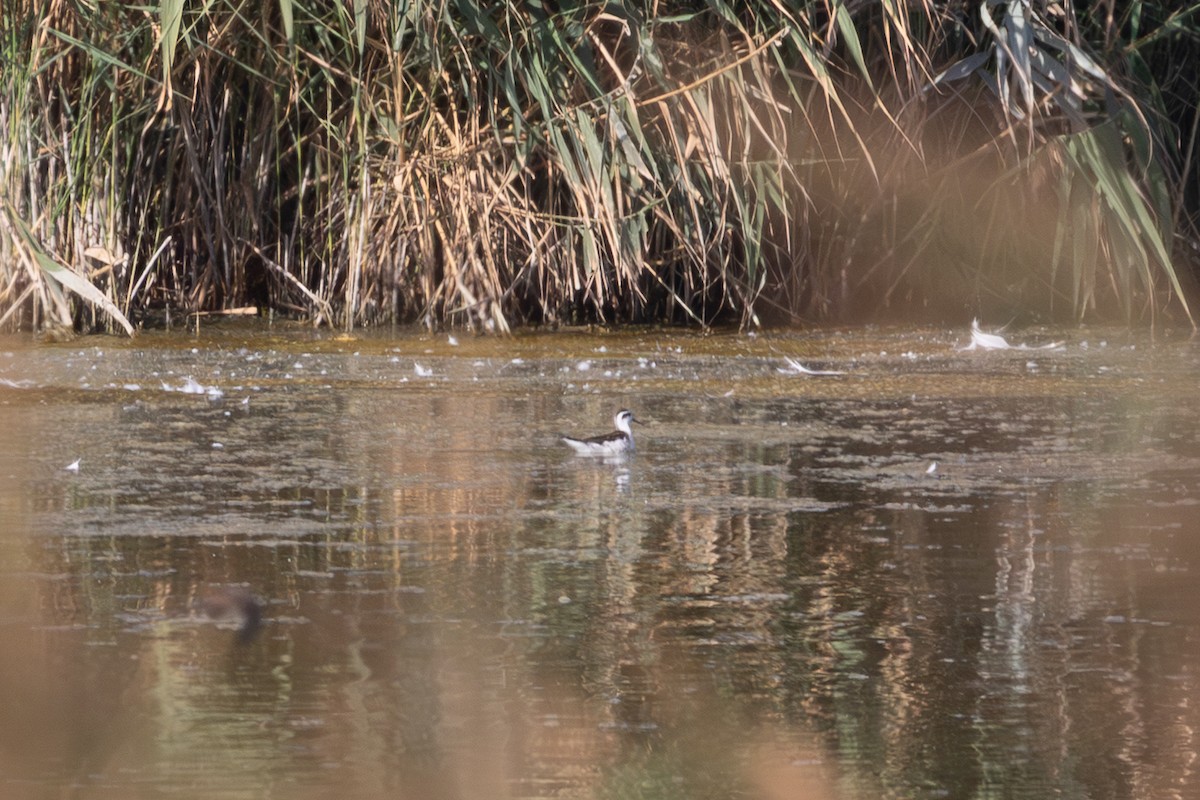 Red-necked Phalarope - ML641789981