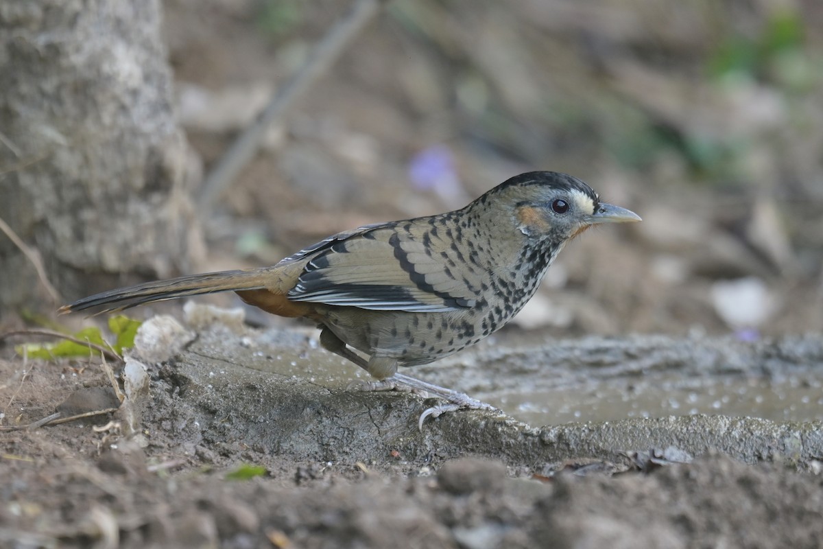 Rufous-chinned Laughingthrush - ML641789983