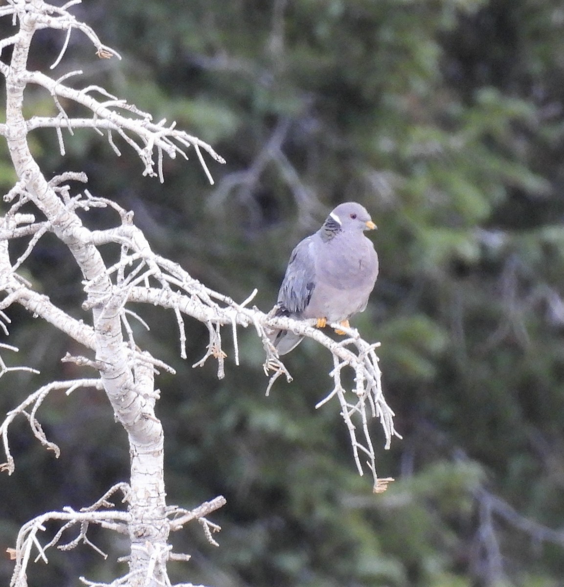 オビオバト - ML641789985