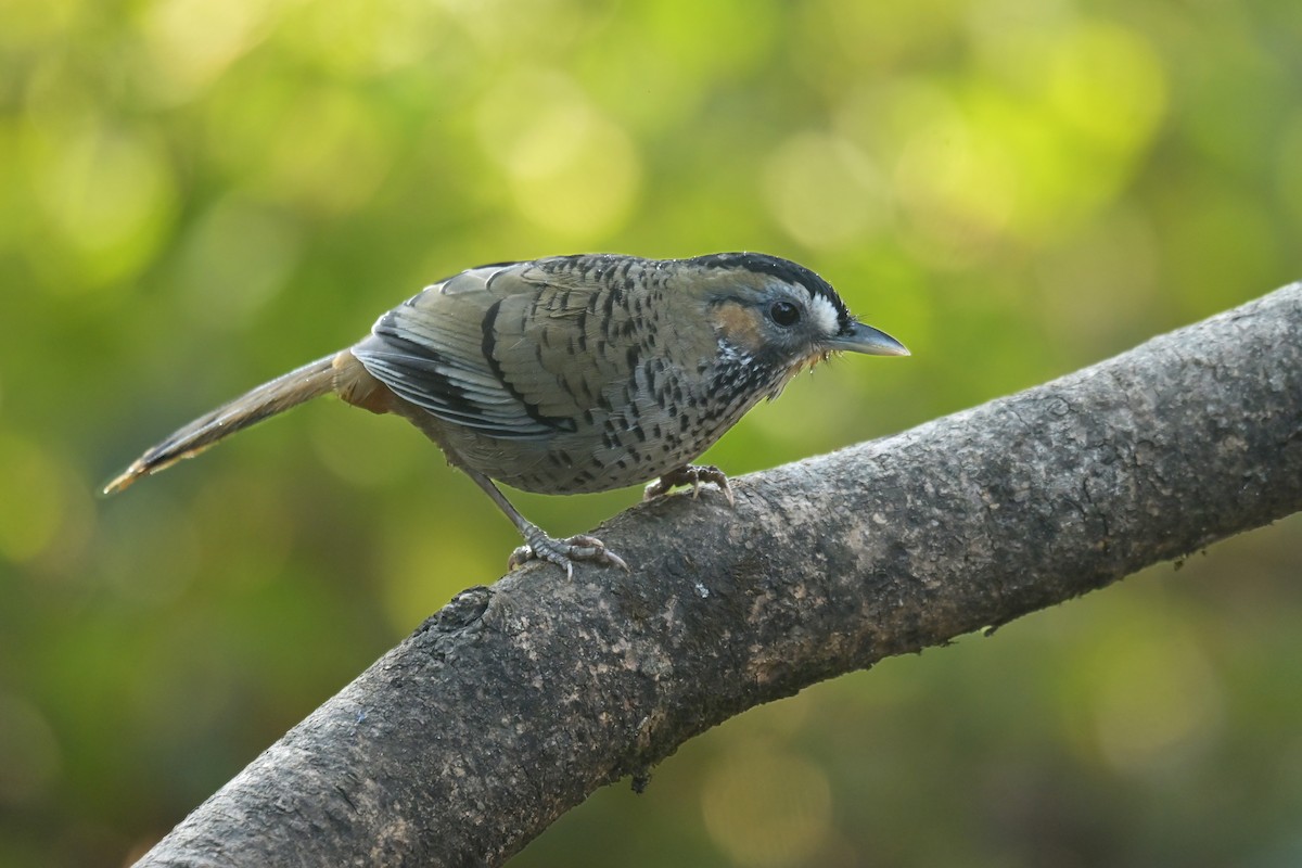 Rufous-chinned Laughingthrush - ML641789988