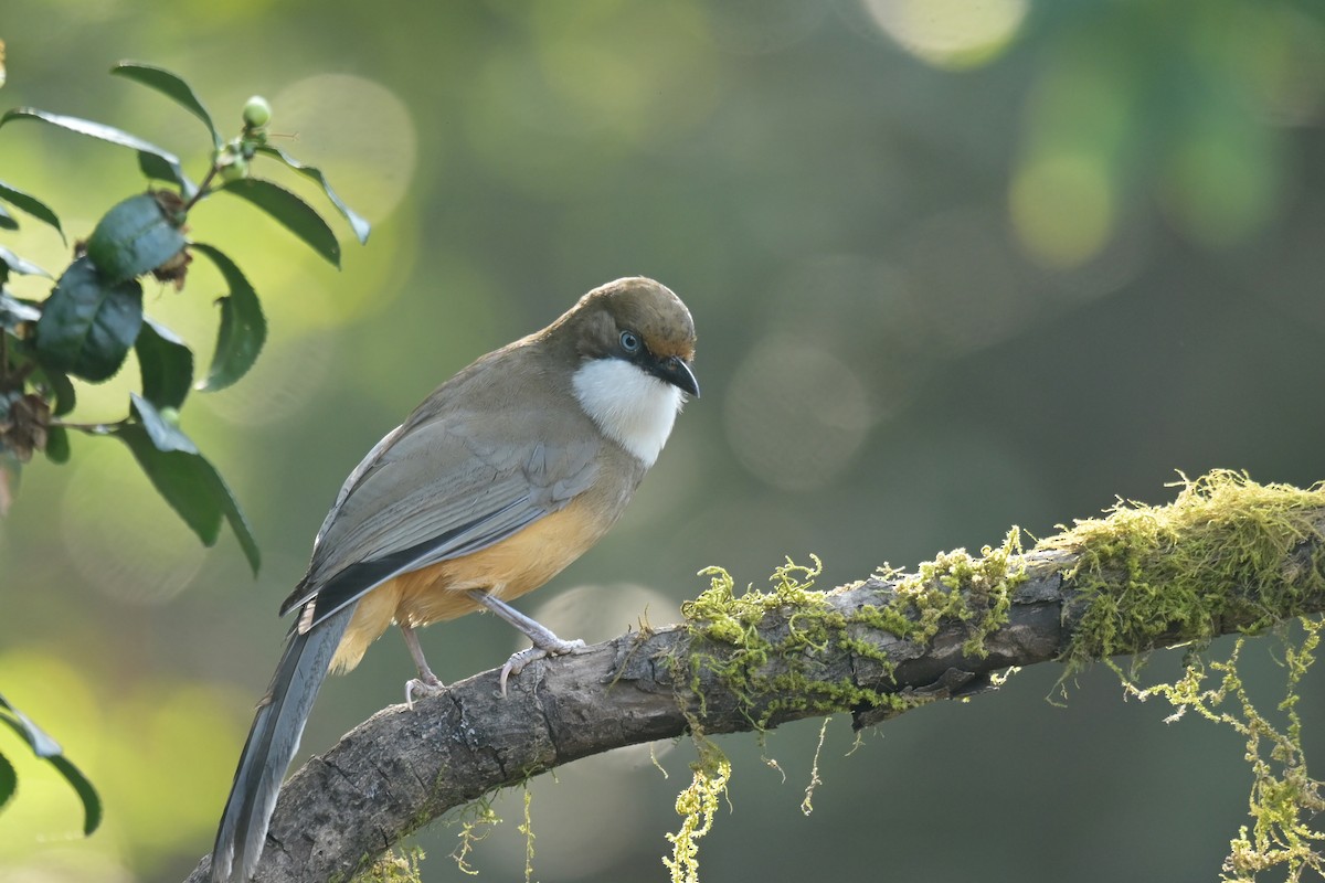 White-throated Laughingthrush - ML641789992