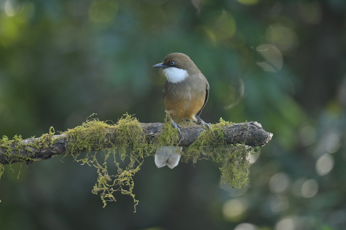 White-throated Laughingthrush - ML641789998