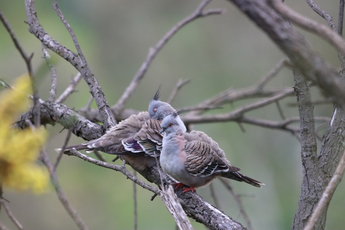 Crested Pigeon - ML641790006
