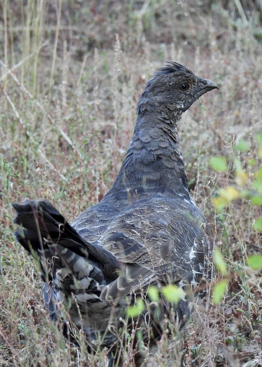 アオライチョウ - ML641790014