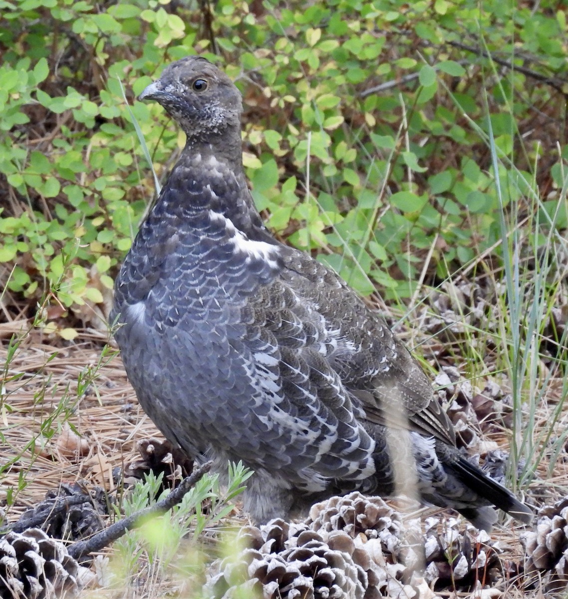アオライチョウ - ML641790035