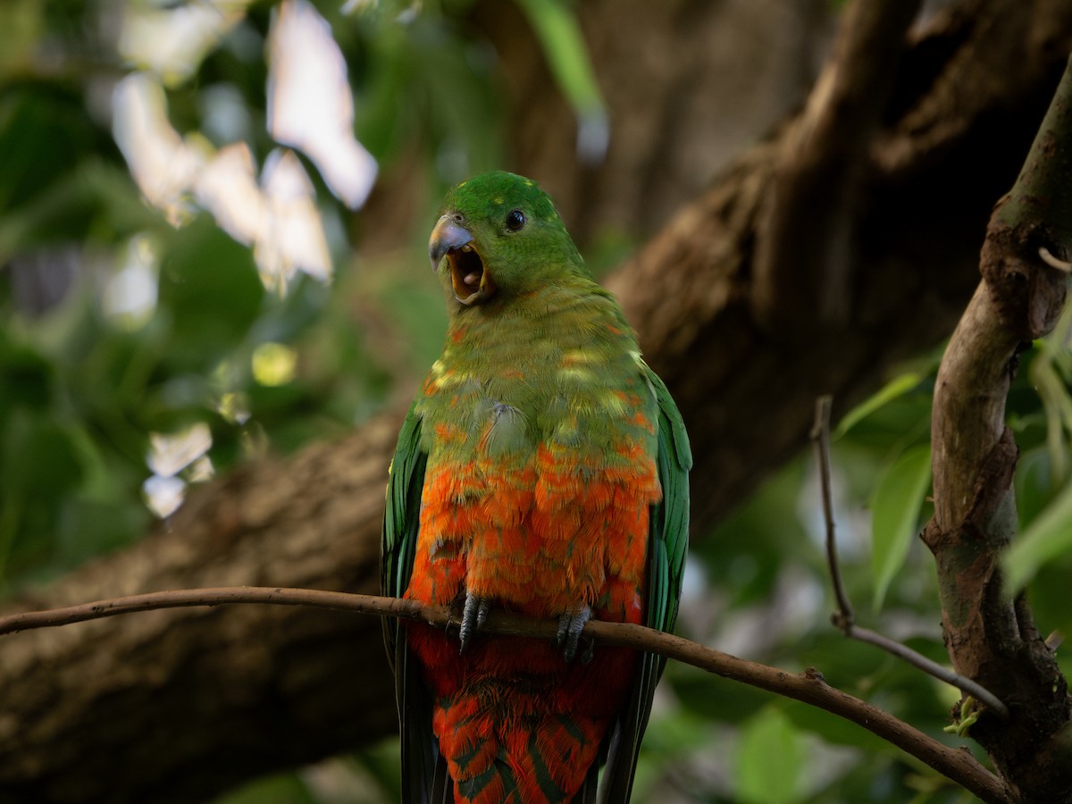 Алістер королівський - ML641790042