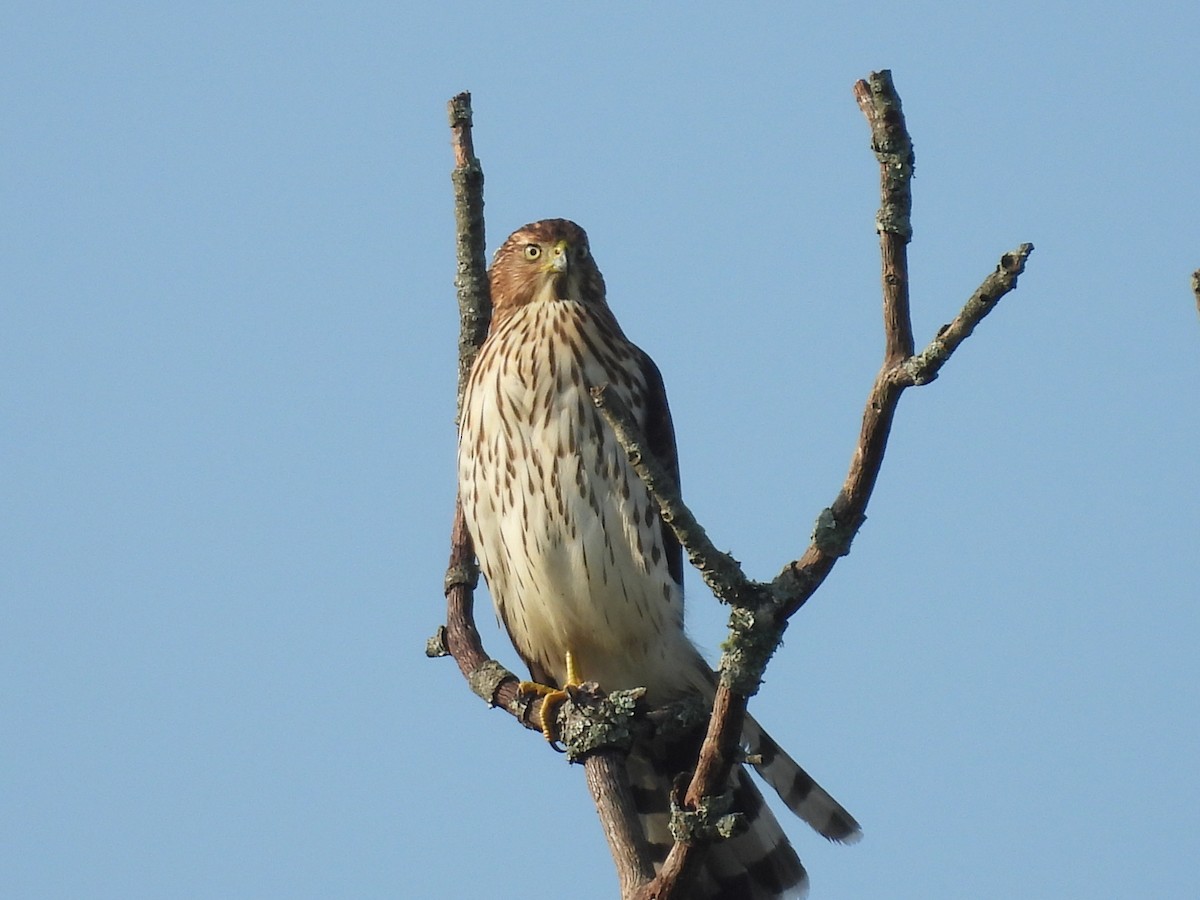 Cooper's Hawk - ML641790106