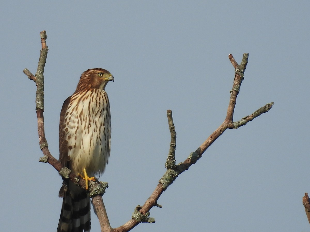 Cooper's Hawk - ML641790107