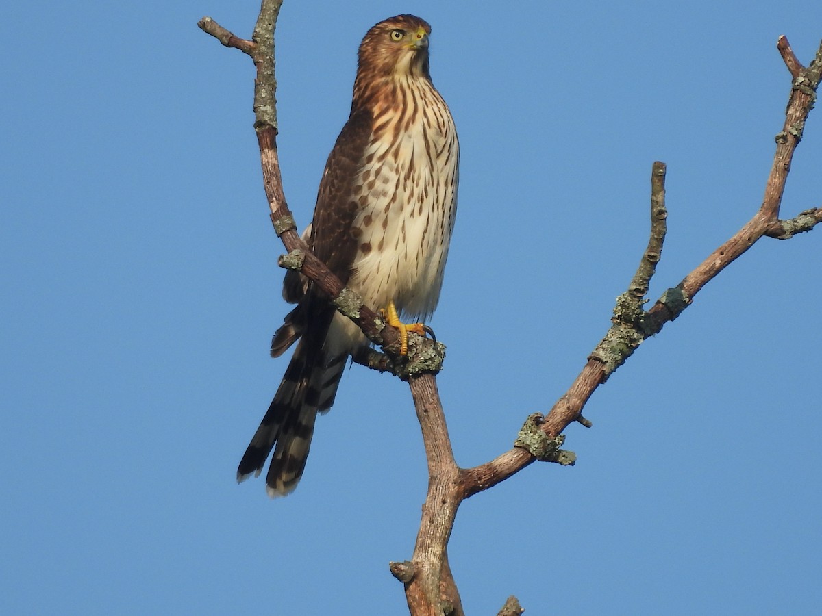 Cooper's Hawk - ML641790108