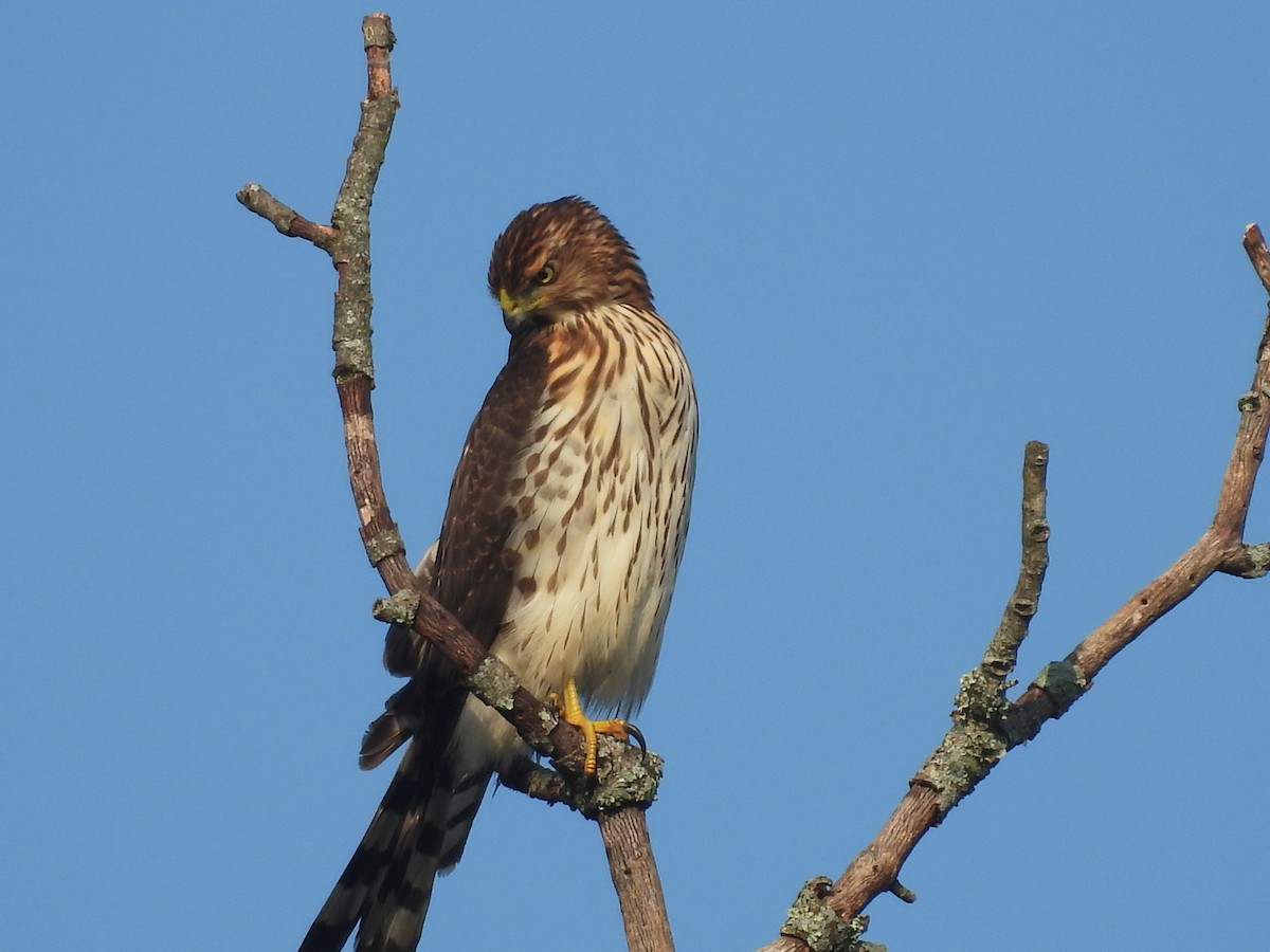 Cooper's Hawk - ML641790109