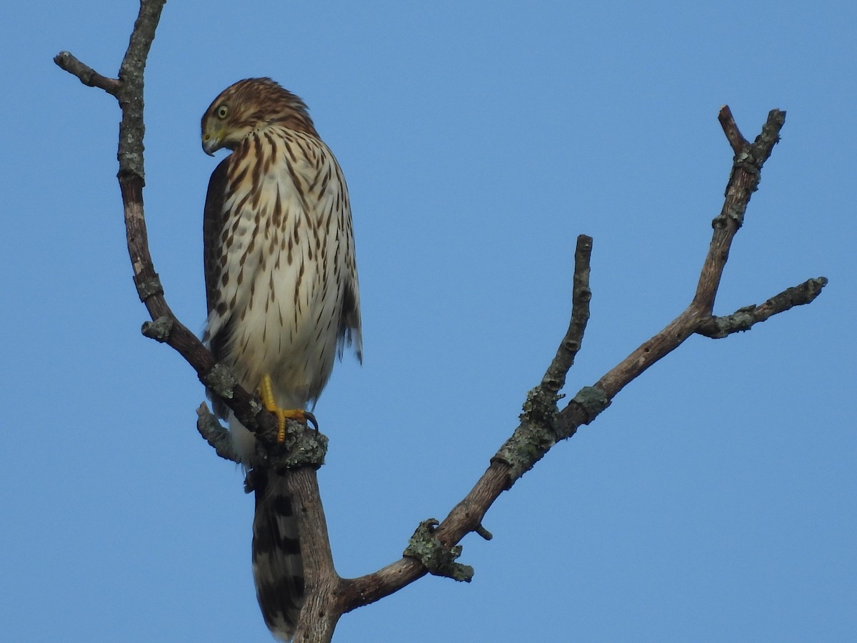 Cooper's Hawk - ML641790110