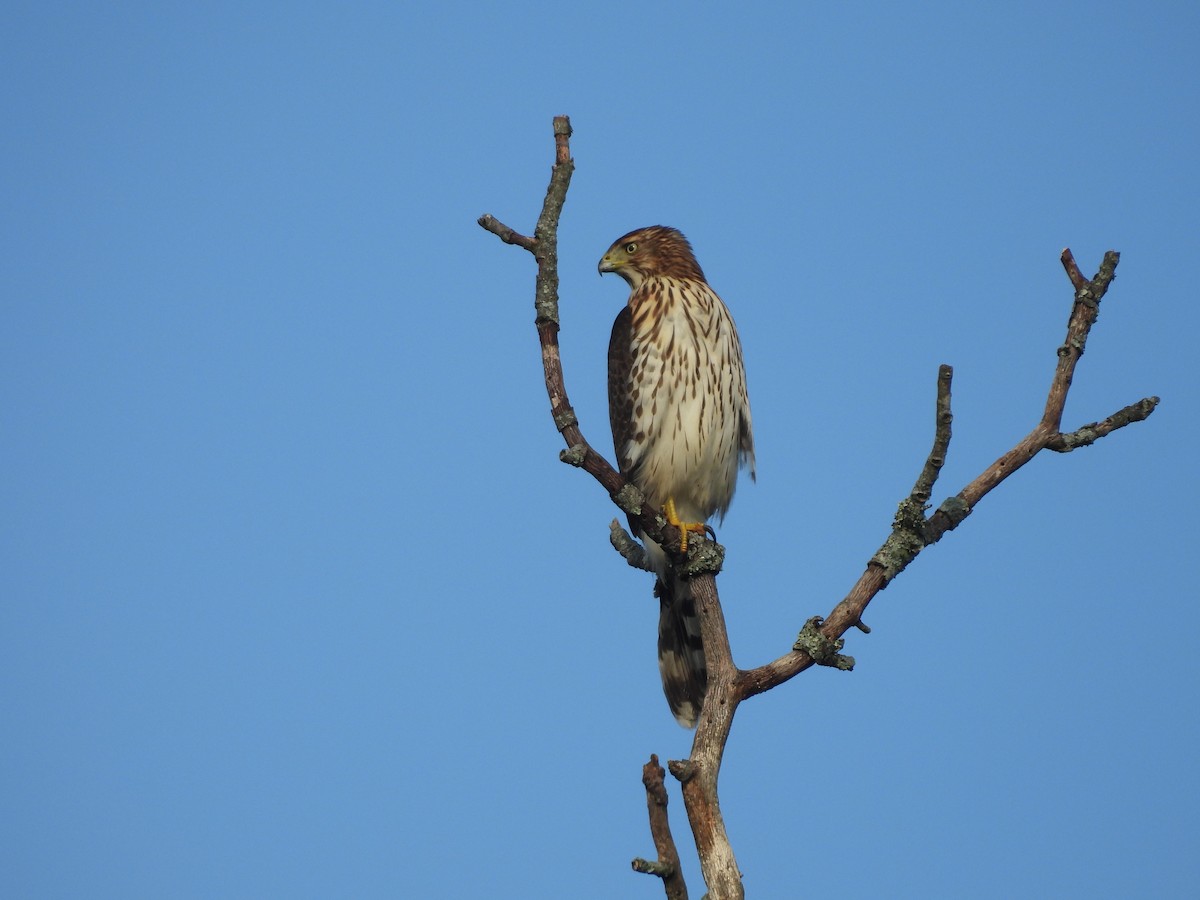 Cooper's Hawk - ML641790112