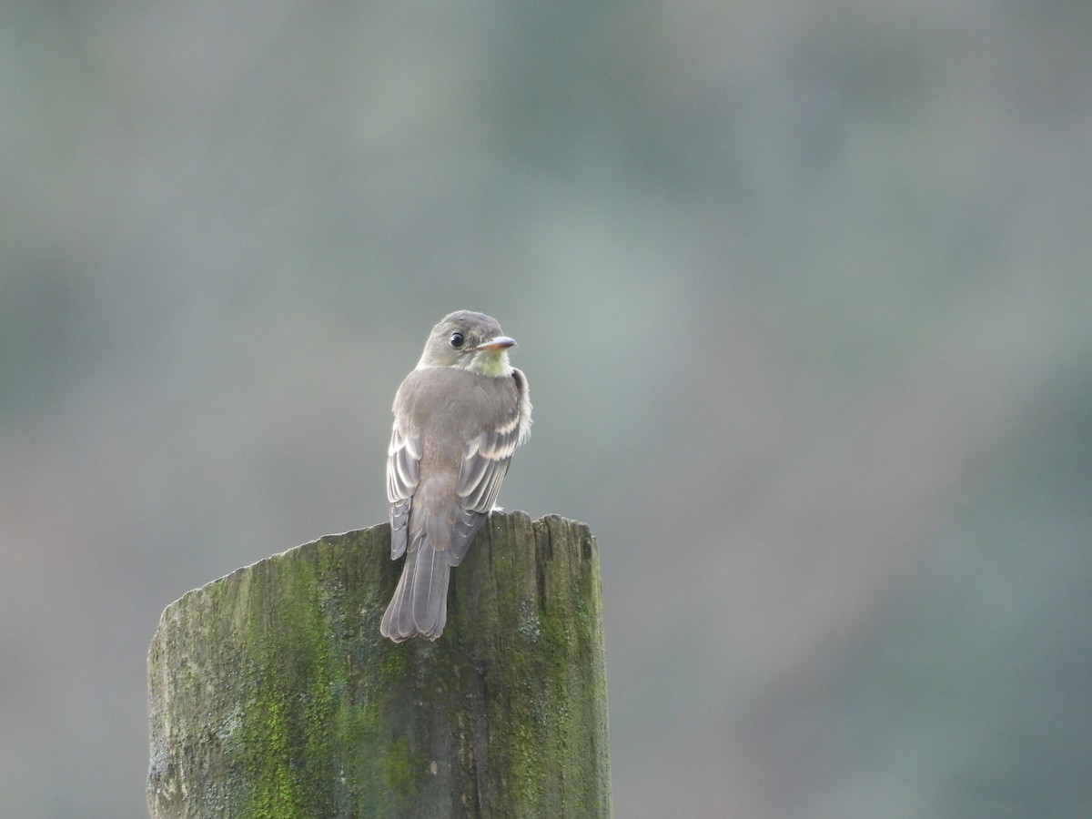Eastern Wood-Pewee - ML641790114