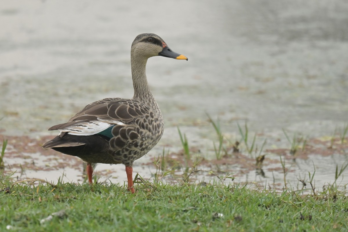 Indian Spot-billed Duck - ML641790146